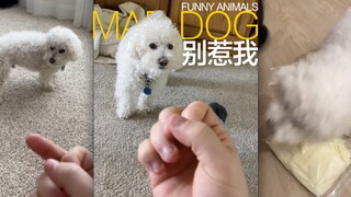 别惹小狗狗！！