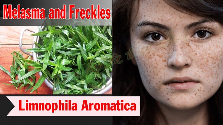 Melasma and freckles with Limnophila Aromatica | Extremely Effective and Simple #46