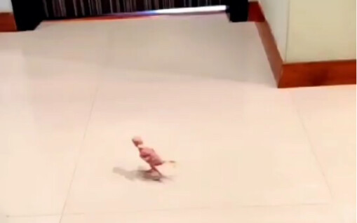 لأن غوانغتوو لا يشعر بالأمان إلا إذا نام وهو ممسك بلُعبة قطيفة.