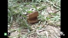 สายโลหิต ตอนที่2