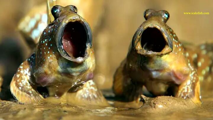 870 Gambar Hewan Hidup Di Air Dan Darat HD Terbaik