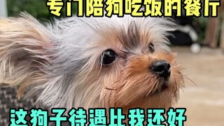 Restaurants dedicated to dining with dogs, the decoration is in line with the dog's aesthetic