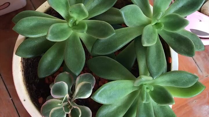 เล็กๆแต่สวยงาม