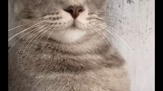 #cat