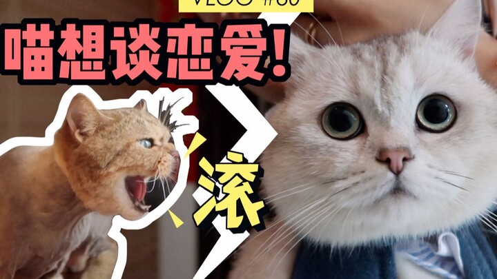 Dating Season! Taking My Cat on Its First-ever Blind Date—Only to Have It Start Flirting Lewdly as S