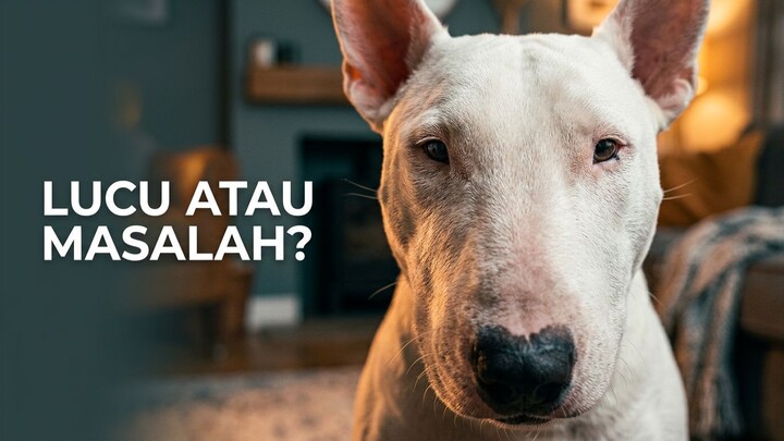 Anjing Bisa Punya Gangguan Obsesif Kompulsif, Salah Satunya Mengejar Ekor Tanpa Henti