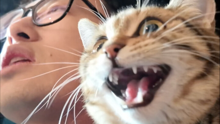 Taking my cat to Hokkaido for a trip abroad