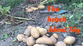 Thu hoạch khoai tây, dưa leo, bí ngòi trồng chơi ăn thiệt | harvest potatoes  | Cathy Gerardo