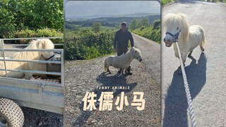 A dwarf pony about the size of a dog