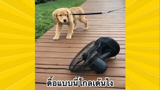 สัตว์เลี้ยงเพื่อนขนปุย : ดื้อแบบนี้โกลเด้นไง