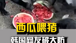 西瓜喂猪，韩国网友集体破防