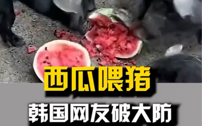 西瓜喂猪，韩国网友集体破防