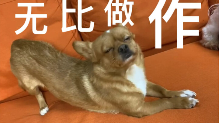 Apakah anjing juga berpura-pura?