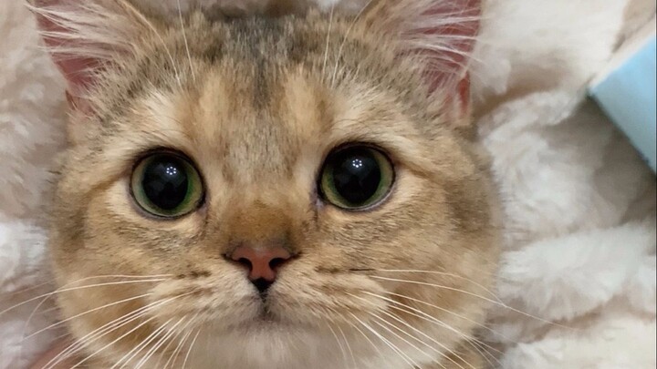 Cảnh dọn dẹp mèo con sống động như thật, sao lại có chú mèo ngoan thế này!