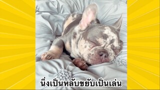 สัตว์เลี้ยงเพื่อนขนปุย : นิ่งเป็นหลับขยับเป็นเล่น