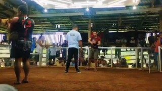 First fight my 1 yr and 2 months chopsuey sweater vs a 5x winner talisay