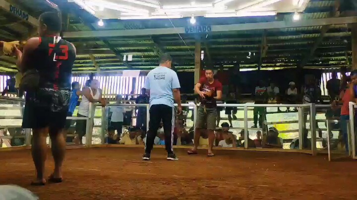 First fight my 1 yr and 2 months chopsuey sweater vs a 5x winner talisay