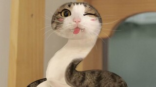 Zodiak Cina selalu ada kucing setiap tahun