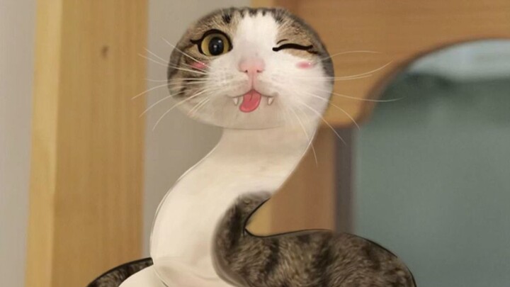 十二生肖年年有猫
