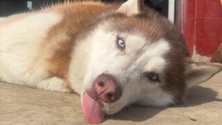 I haven’t played with my Husky for a few days. My hands are itching, but I can’t find a reason to pl