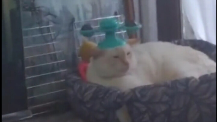 It might seem a bit childish to little kittens.