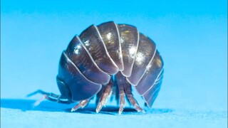 你们那里管这个叫什么？其实它不是虫子哦