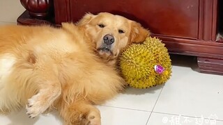 แหม ถ้าคุณไม่เลี้ยงเจี๊ยบขนนุ่มๆ คุณก็ไม่มีวันเข้าใจหรอก!