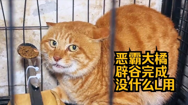 Bajingan Besar Daju Episode 32 - Puasa Berakhir (Tapi Gak Begitu Berguna)