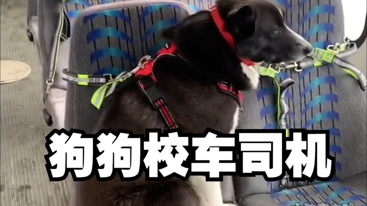 Pengalaman imersif jadi sopir bus sekolah yang mengantar anak anjing ke sekolah—kirim lamaran ke man