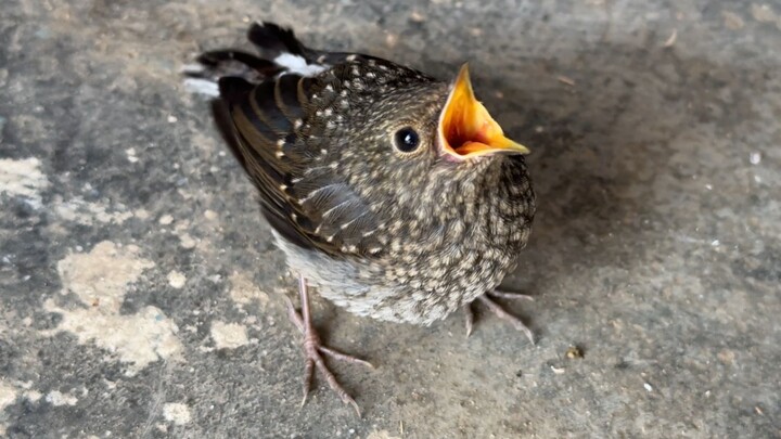 This bird is chasing after an elderly passerby, begging for food...