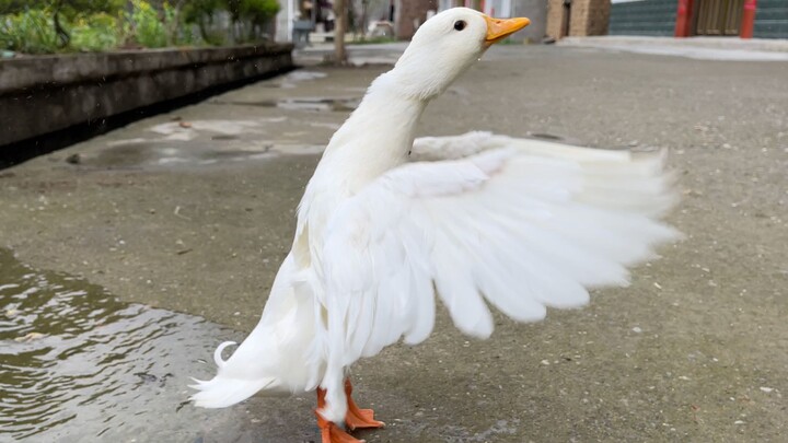The most unreliable teammate in the animal kingdom—now I regret it!