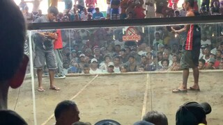 2 cock ulutan champion