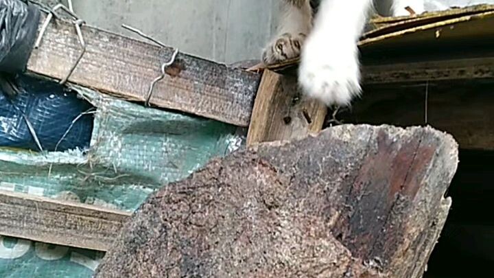 Rert cert jacob mor mine mgui mone & sery casd