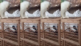 Cute cat