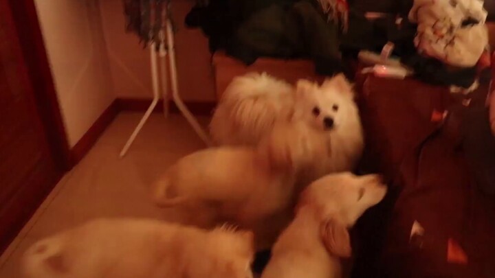 [Golden Retriever] Who's that? The fattest golden pig, come here for a moment - Mi Zha Special (Epis