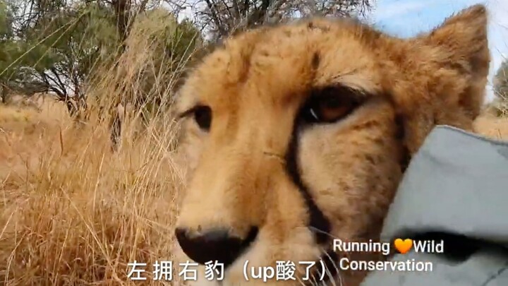 How does a cheetah use “nyanyan” and “guruguru” to help you find another cheetah?
