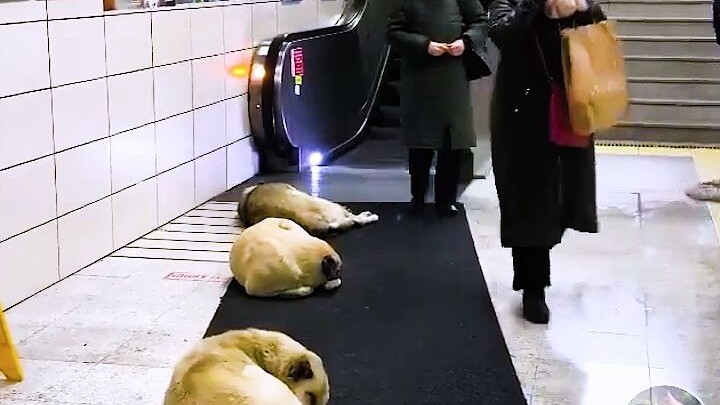 في إسطنبول في قرصة الشتاء القارسة، يتعامل الناس مع الكلاب الضالة بتسامح كبير ولا يطردونها؛ فهذه المد