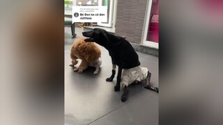 Trả lời  tự nhiên có bạn😂 tết nÀy chúng ta k cô đơn đâu😜nguyenlinh_71298 pet chó_cưng