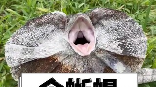 伞蜥蜴有多恐怖？