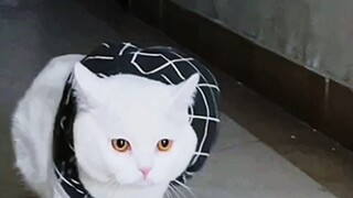 Semua kucing saya hamil