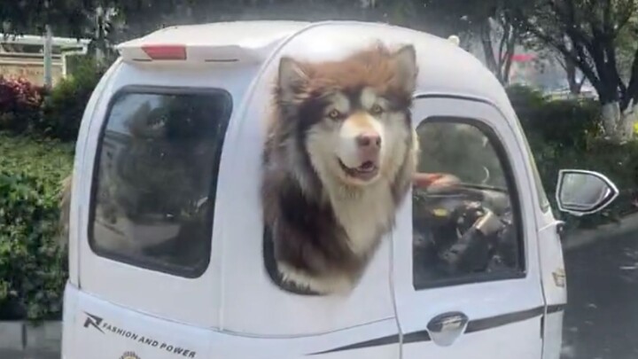 Mobil kecil tidak mahal, ada tempat duduk untukmu