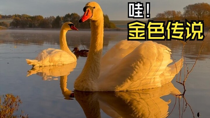 那些神奇的动物视频！