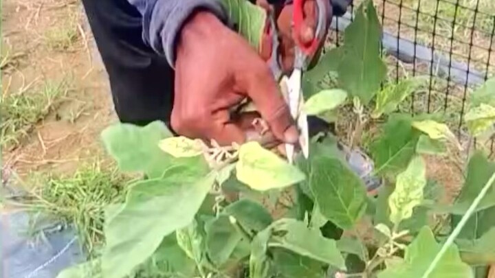 বেগুন গাছের পরিচর্যা প্রতিদিন করতে হয় এছাড়া অনেক সমস্যা  #agricultute #NewsUpdate #follower