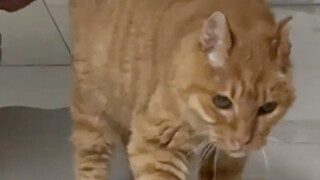 A 26-year-old long-lived cat!