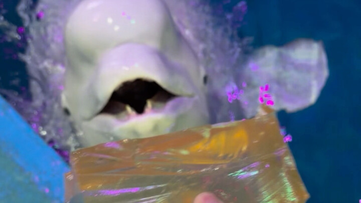 Xiao Hei’s condition for talking to me was that I’d get a fish as a reward after finishing the jelly