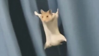 [Animal Voice Acting] You think your braised delicacy is actually a little mouse cosplaying as Spide