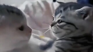 Thế giới tan hoang, là do mèo làm đấy