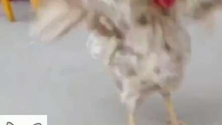 Thắng thì sống đến Tết, thua thì nấu súp ngay!