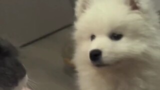 Cat and Samoyed looking at each other
