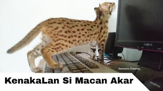 Kenakalan Macan Akar BLACAN